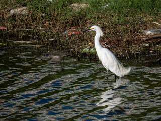 A crane bird fishing in the water