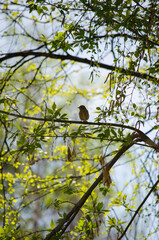 Redstart