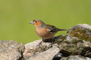 Common Chaffinch, Eurasian chaffinch - Fringilla coelebs male standing on rock at green background. Photo from Calera y Chozas in Spain, Toledo Province.