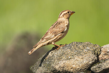 Rock sparrow or rock petronia - Petronia petronia on stone at green background. Photo from Calera y Chozas in Spain, Toledo Province. P. p. petronia.
