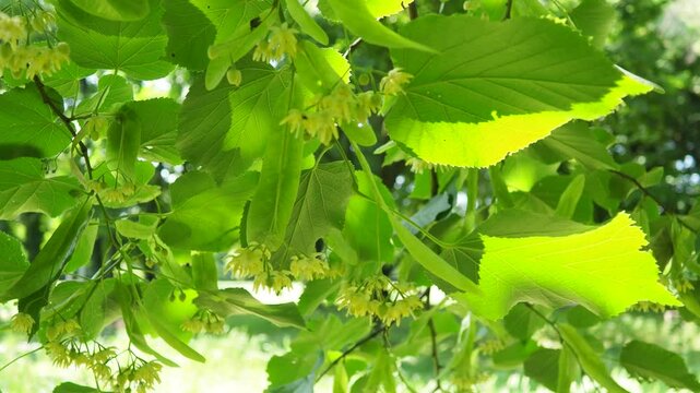 Enchanting linden lipa flowers as they bloom and sway elegantly, portraying the delicate charm of nature during a tranquil spring day, surrounded by lush greenery. Linden natural aroma
