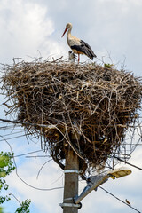 Large White stork (Ciconia ciconia) nesting with stork chicks on top of the electric pole
