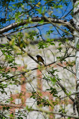 Redstart