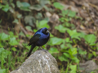 A beautiful black and blue bird
