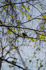 Female finch