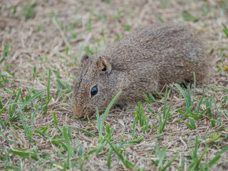 A curious brown southern mountain cavy