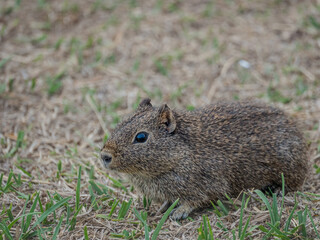 A curious brown southern mountain cavy