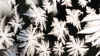 Close-up of intricate frost patterns forming delicate, feathery ice crystals on a dark, glassy surface in cold weather - Powered by Adobe