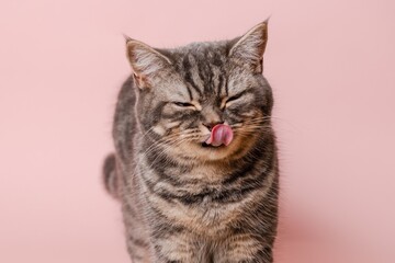 Close up on domestic funny cat against pink background