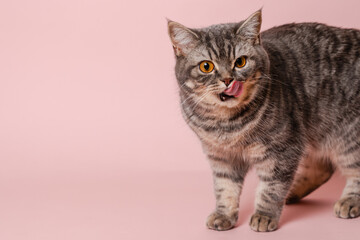 Gray funny cat licking its lips, isolated on pink background