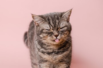 Gray funny cat licking its lips, isolated on pink background