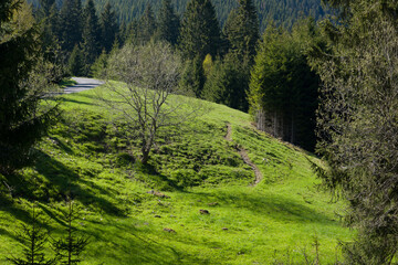 Lush Meadow with Trees on Sunny Hillside - Horni Mala Upa, Czechia