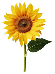 Obraz premium PNG Bright sunflower with green leaf