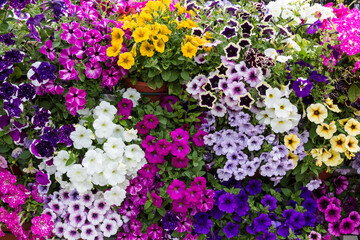 Background of colorful bright Petunia flowers. Close-up