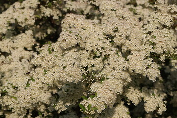 Close up of pyracantha or firethorn blossom