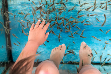 Garra rufa or red garra fish