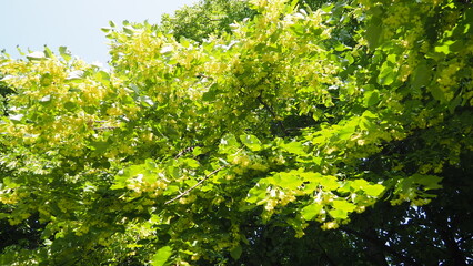 Enchanting linden lipa flowers as they bloom and sway elegantly, portraying the delicate charm of nature during a tranquil spring day, surrounded by lush greenery. Linden natural aroma