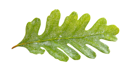 Close-up of oak leaf isolated on white background 