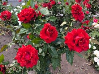 bunch of red roses