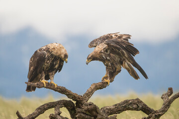 Two Spanish imperial eagles, Iberian imperial eagle or Adalbert's eagle - Aquila adalberti perched. Photo from Calera y Chozas in Spain, Toledo Province. Vulnerable specie.