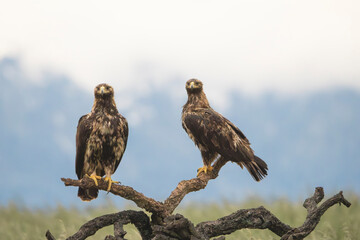 Pair of Spanish eagles or Adalbert's eagles - Aquila adalberti perched. Photo from Calera y Chozas in Spain, Toledo Province. Vulnerable specie.