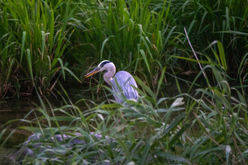 석양빛을 받고있는 왜가리