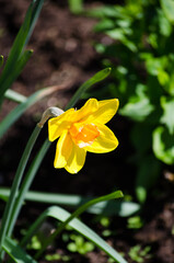 narcissus