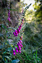 Dedaleras (Digitalis purpurea)