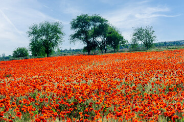 Campo de amapolas