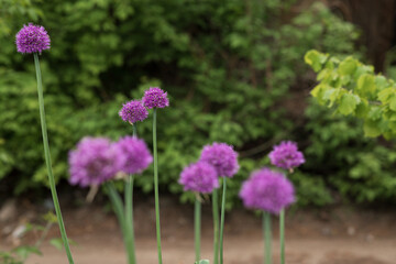 decorative bow that blooms with purple round flowers