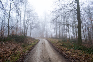 Foggy atmosphere in the forest