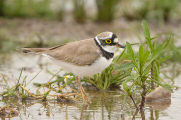 little ringed plover - Charadrius dubius on ground in green grass. Photo from Calera y Chozas in Spain, Toledo Province.