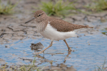 common sandpiper - Actitis hypoleucos wading in blue water. Photo from Calera y Chozas in Spain, Toledo Province.