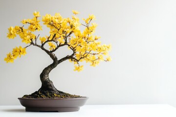 Close up of a bonsai tree with yellow flowers against a white background