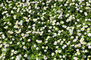 meadow in spring with many white flowers called bellis perennis or daisy