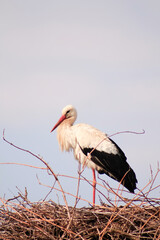 white stork in the nest