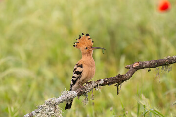 Eurasian hoopoe - Upupa epops perched with erected crest and insect in beak at green background. Photo from Calera y Chozas in Spain, Toledo Province. U. e. epops