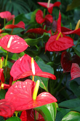 Big yellow and Red Flower of anthurium a beautiful ornamental plant for home for sale in nursery