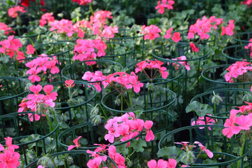 many potted plants of flowered GERANIUM FLOWERS with thin green protective netting for sale in the florist greenhouse