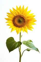 Isolated sunflower with green leaves against a bright white background