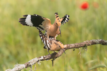 Eurasian hoopoe - Upupa epops mating on perch at green background. Photo from Calera y Chozas in Spain, Toledo Province. U. e. epops.