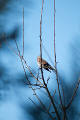 sparrow on a branch