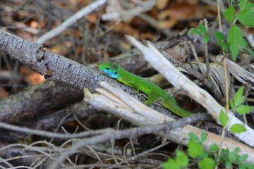 lizard with vibrant colors and many tones of green on the branch of the tree