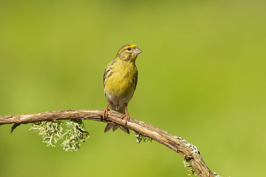 European serin - Serinus serinus perched at green background. Photo from Calera y Chozas in Spain, Toledo Province.