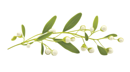 Festive mistletoe isolated on white background 