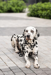 beautiful dog spotted dalmatian in the city on a walk on a summer day
