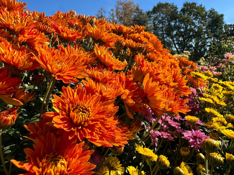Chrysanthemum orange garden mums blooms - Powered by Adobe