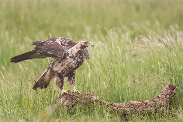 Spanish imperial eagle, Iberian imperial eagle, Spanish eagle or Adalbert's eagle - Aquila adalberti on ground, spanned wings. Photo from Calera y Chozas in Spain, Toledo Province. Vulnerable specie.