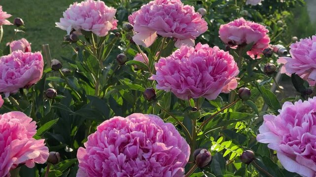 Beautiful delicate lush pink peonies