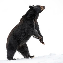 Fototapeta premium Black Bear Standing in Snow Winter Wildlife Photography, Profile View, White Background Black bear, wildlife photography